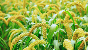 Millet