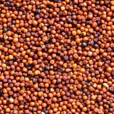 RAGI MILLET